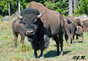 Bison bison